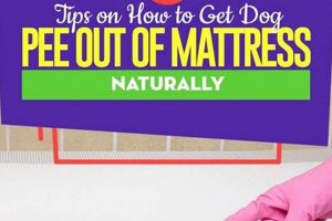 Clean! How to Clean Dog Urine Out of Mattress Easy Organic & Natural Mattress Buyer’s Guide: Non-Toxic Sleep Solutions Clean! How to Clean Dog Urine Out of Mattress Easy | Organic & Natural Mattress Buyer’s Guide: Non-Toxic Sleep Solutions