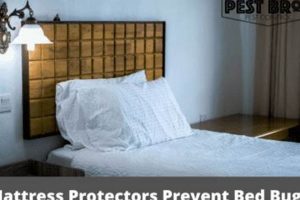 Mattress Protector: Do They REALLY Stop Bed Bugs? | Organic & Natural Mattress Buyer’s Guide: Non-Toxic Sleep Solutions