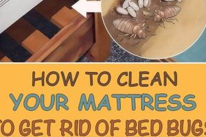 Easy Mattress Disposal: How to Get Rid of a Mattress Now! Safem Fabrication - Precision Engineering & Custom Manufacturing Solutions Easy Mattress Disposal: How to Get Rid of a Mattress Now! | Safem Fabrication - Precision Engineering & Custom Manufacturing Solutions