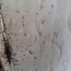 Easy Mattress Bed Bug Removal: Get Them Out For Good! | Organic & Natural Mattress Buyer’s Guide: Non-Toxic Sleep Solutions