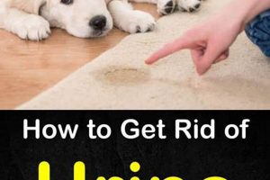 Getting Dog Urine Out: How to Clean Your Mattress! Organic & Natural Mattress Buyer’s Guide: Non-Toxic Sleep Solutions Getting Dog Urine Out: How to Clean Your Mattress! | Organic & Natural Mattress Buyer’s Guide: Non-Toxic Sleep Solutions