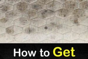 Get Rid of Mattress Mold: Safe & Easy Removal Guide Organic & Natural Mattress Buyer’s Guide: Non-Toxic Sleep Solutions Get Rid of Mattress Mold: Safe & Easy Removal Guide | Organic & Natural Mattress Buyer’s Guide: Non-Toxic Sleep Solutions