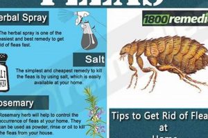 Get Rid of Fleas in Mattress: Fast, Easy Methods! Organic & Natural Mattress Buyer’s Guide: Non-Toxic Sleep Solutions Get Rid of Fleas in Mattress: Fast, Easy Methods! | Organic & Natural Mattress Buyer’s Guide: Non-Toxic Sleep Solutions
