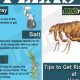 Get Rid of Fleas in Mattress: Fast, Easy Methods! | Organic & Natural Mattress Buyer’s Guide: Non-Toxic Sleep Solutions
