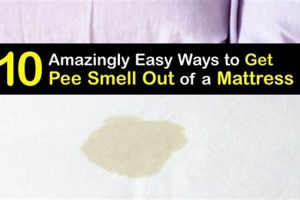 Quickly Get Rid of Urine Smell From Mattress: The Pro Guide Organic & Natural Mattress Buyer’s Guide: Non-Toxic Sleep Solutions Quickly Get Rid of Urine Smell From Mattress: The Pro Guide | Organic & Natural Mattress Buyer’s Guide: Non-Toxic Sleep Solutions