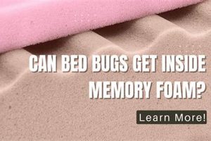 Memory Foam Mattress & Bed Bugs: Prevention Tips Organic & Natural Mattress Buyer’s Guide: Non-Toxic Sleep Solutions Memory Foam Mattress & Bed Bugs: Prevention Tips | Organic & Natural Mattress Buyer’s Guide: Non-Toxic Sleep Solutions