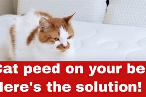 Quick Fix: How Do I Get Cat Urine Out of a Mattress? +Tips Organic & Natural Mattress Buyer’s Guide: Non-Toxic Sleep Solutions Quick Fix: How Do I Get Cat Urine Out of a Mattress? +Tips | Organic & Natural Mattress Buyer’s Guide: Non-Toxic Sleep Solutions
