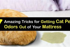 Stop! How to Get Rid of Cat Urine Smell on Mattress (Fast!) | Organic & Natural Mattress Buyer’s Guide: Non-Toxic Sleep Solutions