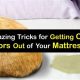 Stop Cat Pee! How to Get Cat Urine Smell Out of Mattress - Fast | Organic & Natural Mattress Buyer’s Guide: Non-Toxic Sleep Solutions