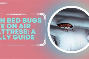 Can Bed Bugs REALLY Get On Air Mattresses? + Tips! | Organic & Natural Mattress Buyer’s Guide: Non-Toxic Sleep Solutions