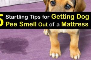 Get Dog Urine Out of Mattress: Easy Stain & Odor Removal | Organic & Natural Mattress Buyer’s Guide: Non-Toxic Sleep Solutions