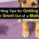 Get Dog Urine Out of Mattress: Easy Stain & Odor Removal | Organic & Natural Mattress Buyer’s Guide: Non-Toxic Sleep Solutions