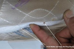 Cleaning Diarrhea Stains: How to Get It Out of a Mattress Organic & Natural Mattress Buyer’s Guide: Non-Toxic Sleep Solutions Cleaning Diarrhea Stains: How to Get It Out of a Mattress | Organic & Natural Mattress Buyer’s Guide: Non-Toxic Sleep Solutions