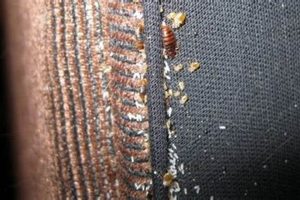 Spotting Bed Bug Eggs on Mattress: Complete Guide & Tips Organic & Natural Mattress Buyer’s Guide: Non-Toxic Sleep Solutions Spotting Bed Bug Eggs on Mattress: Complete Guide & Tips | Organic & Natural Mattress Buyer’s Guide: Non-Toxic Sleep Solutions