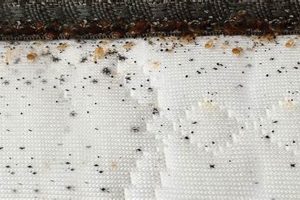 Spot Bed Bug Droppings on Mattress? Expert ID & Tips Organic & Natural Mattress Buyer’s Guide: Non-Toxic Sleep Solutions Spot Bed Bug Droppings on Mattress? Expert ID & Tips | Organic & Natural Mattress Buyer’s Guide: Non-Toxic Sleep Solutions