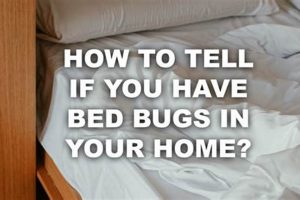 Bed Bug Check: How Can You Tell if a Mattress Has Bed Bugs? Fast! Organic & Natural Mattress Buyer’s Guide: Non-Toxic Sleep Solutions Bed Bug Check: How Can You Tell if a Mattress Has Bed Bugs? Fast! | Organic & Natural Mattress Buyer’s Guide: Non-Toxic Sleep Solutions