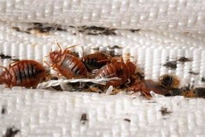 See It! Pictures of Bed Bugs in a Mattress: Guide & Help Organic & Natural Mattress Buyer’s Guide: Non-Toxic Sleep Solutions See It! Pictures of Bed Bugs in a Mattress: Guide & Help | Organic & Natural Mattress Buyer’s Guide: Non-Toxic Sleep Solutions