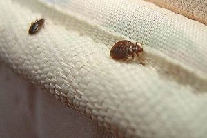Spotting Bed Bugs: Pictures on Mattress for Quick ID Organic & Natural Mattress Buyer’s Guide: Non-Toxic Sleep Solutions Spotting Bed Bugs: Pictures on Mattress for Quick ID | Organic & Natural Mattress Buyer’s Guide: Non-Toxic Sleep Solutions