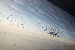 See Bed Bugs: Pictures on Mattress + Prevention Tips! Organic & Natural Mattress Buyer’s Guide: Non-Toxic Sleep Solutions See Bed Bugs: Pictures on Mattress + Prevention Tips! | Organic & Natural Mattress Buyer’s Guide: Non-Toxic Sleep Solutions