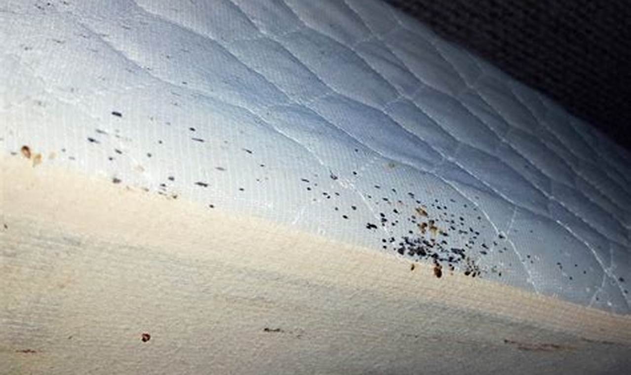 See Bed Bugs: Pictures on Mattress + Prevention Tips! Organic & Natural Mattress Buyer’s Guide: Non-Toxic Sleep Solutions See Bed Bugs: Pictures on Mattress + Prevention Tips! | Organic & Natural Mattress Buyer’s Guide: Non-Toxic Sleep Solutions