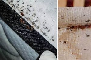 Bed Bug Check: How to Tell if a Mattress Has Bed Bugs FAST Organic & Natural Mattress Buyer’s Guide: Non-Toxic Sleep Solutions Bed Bug Check: How to Tell if a Mattress Has Bed Bugs FAST | Organic & Natural Mattress Buyer’s Guide: Non-Toxic Sleep Solutions