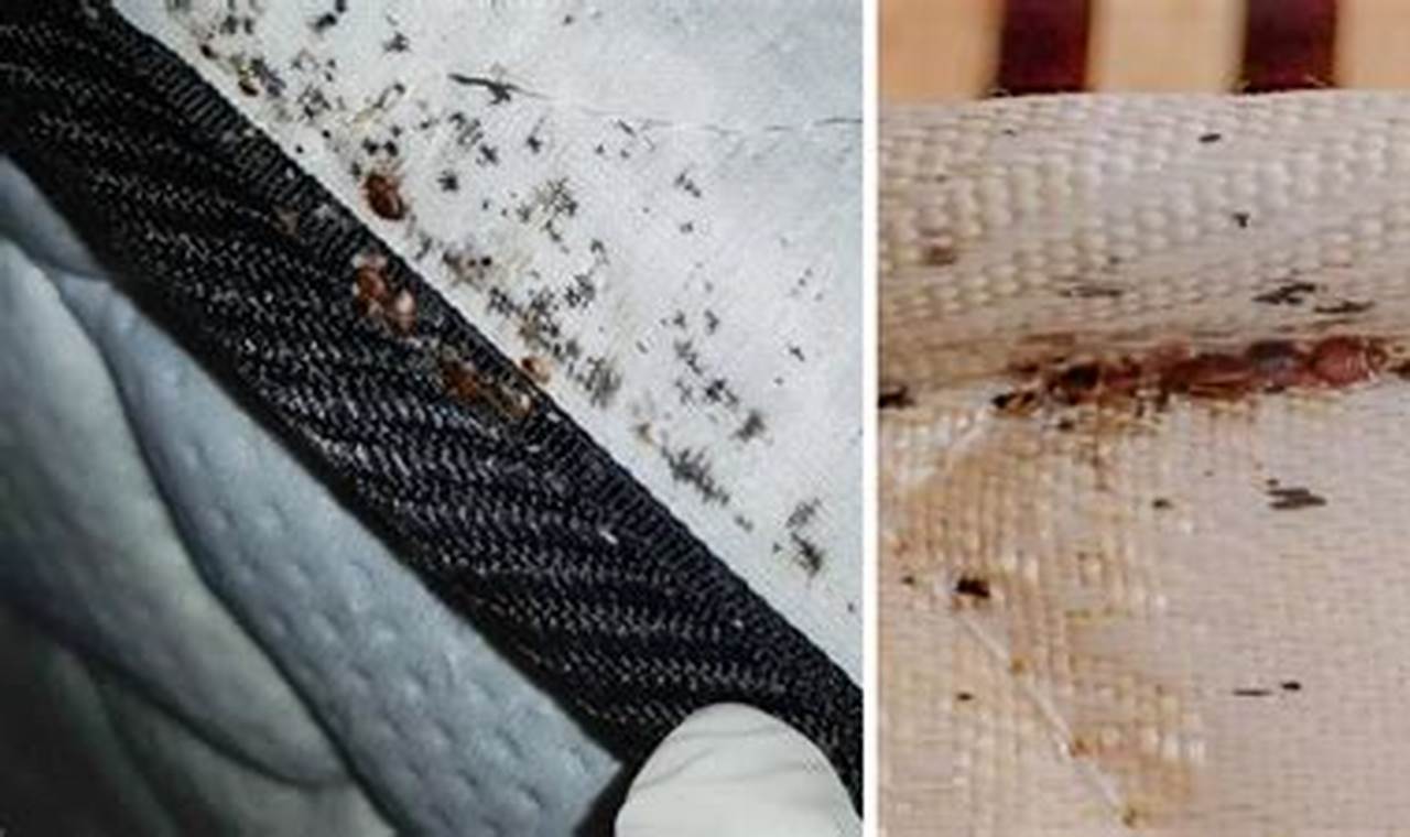 Bed Bug Check: How to Tell if a Mattress Has Bed Bugs FAST Organic & Natural Mattress Buyer’s Guide: Non-Toxic Sleep Solutions Bed Bug Check: How to Tell if a Mattress Has Bed Bugs FAST | Organic & Natural Mattress Buyer’s Guide: Non-Toxic Sleep Solutions
