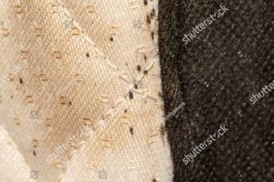 See Bed Bugs on Mattress Photos: ID + Prevention Tips Organic & Natural Mattress Buyer’s Guide: Non-Toxic Sleep Solutions See Bed Bugs on Mattress Photos: ID + Prevention Tips | Organic & Natural Mattress Buyer’s Guide: Non-Toxic Sleep Solutions