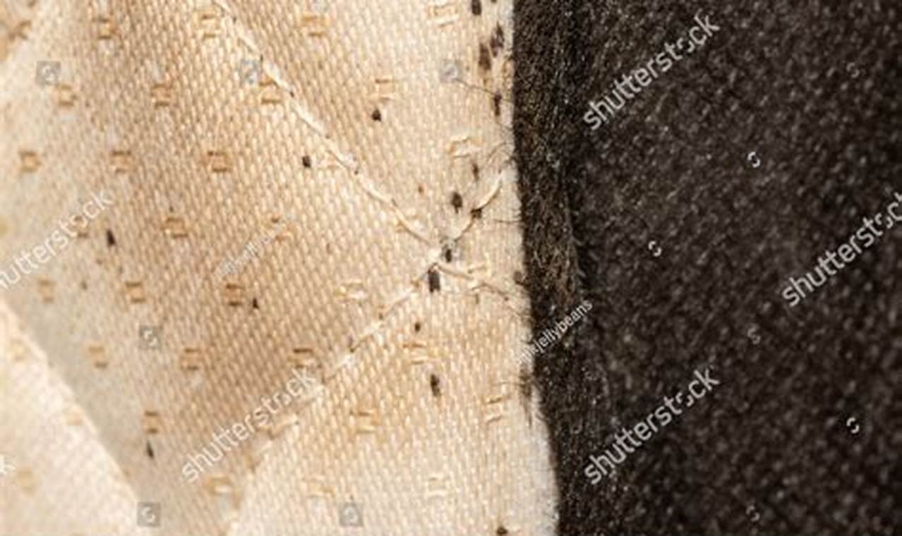 See Bed Bugs on Mattress Photos: ID + Prevention Tips Organic & Natural Mattress Buyer’s Guide: Non-Toxic Sleep Solutions See Bed Bugs on Mattress Photos: ID + Prevention Tips | Organic & Natural Mattress Buyer’s Guide: Non-Toxic Sleep Solutions