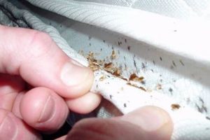 Bed Bug Detective: How to Detect Bed Bugs on Mattress Fast Organic & Natural Mattress Buyer’s Guide: Non-Toxic Sleep Solutions Bed Bug Detective: How to Detect Bed Bugs on Mattress Fast | Organic & Natural Mattress Buyer’s Guide: Non-Toxic Sleep Solutions
