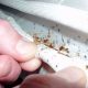 Bed Bug Detective: How to Detect Bed Bugs on Mattress Fast | Organic & Natural Mattress Buyer’s Guide: Non-Toxic Sleep Solutions