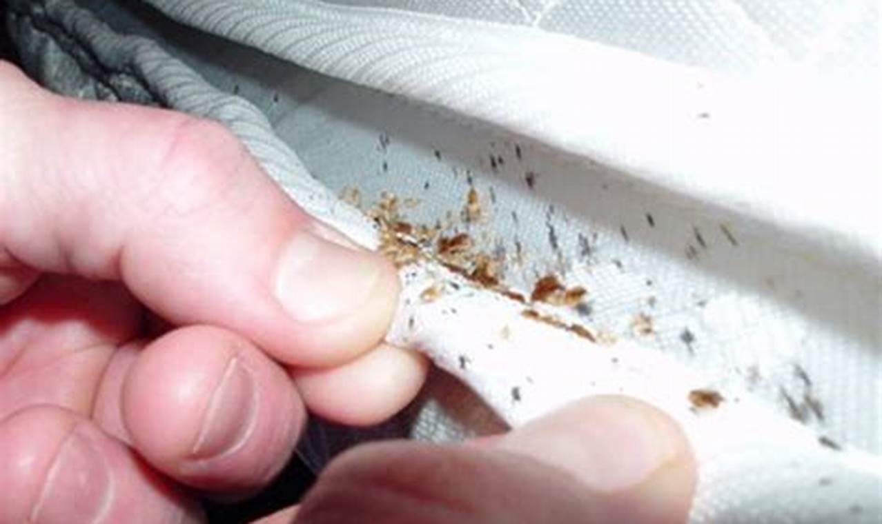 Bed Bug Detective: How to Detect Bed Bugs on Mattress Fast Organic & Natural Mattress Buyer’s Guide: Non-Toxic Sleep Solutions Bed Bug Detective: How to Detect Bed Bugs on Mattress Fast | Organic & Natural Mattress Buyer’s Guide: Non-Toxic Sleep Solutions