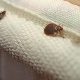 See Bed Bugs: Mattress Pictures &amp; What to Look For | Organic & Natural Mattress Buyer’s Guide: Non-Toxic Sleep Solutions