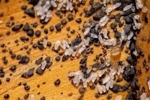 Mattress Bed Bug Eggs: How to Find & Eliminate FAST! Organic & Natural Mattress Buyer’s Guide: Non-Toxic Sleep Solutions Mattress Bed Bug Eggs: How to Find & Eliminate FAST! | Organic & Natural Mattress Buyer’s Guide: Non-Toxic Sleep Solutions