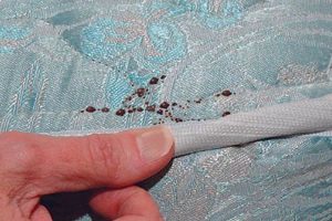 Find Bed Bugs: Mattress Images + Prevention Tips | Organic & Natural Mattress Buyer’s Guide: Non-Toxic Sleep Solutions