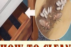 Bed Bug Battle: How to Disinfect a Mattress (Easily!) | Organic & Natural Mattress Buyer’s Guide: Non-Toxic Sleep Solutions