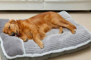 Best Bed Mattress for Dogs: Comfy & Durable! | Organic & Natural Mattress Buyer’s Guide: Non-Toxic Sleep Solutions