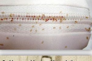 Do Bed Bugs Live Inside Mattresses? Risks & Solutions Organic & Natural Mattress Buyer’s Guide: Non-Toxic Sleep Solutions Do Bed Bugs Live Inside Mattresses? Risks & Solutions | Organic & Natural Mattress Buyer’s Guide: Non-Toxic Sleep Solutions