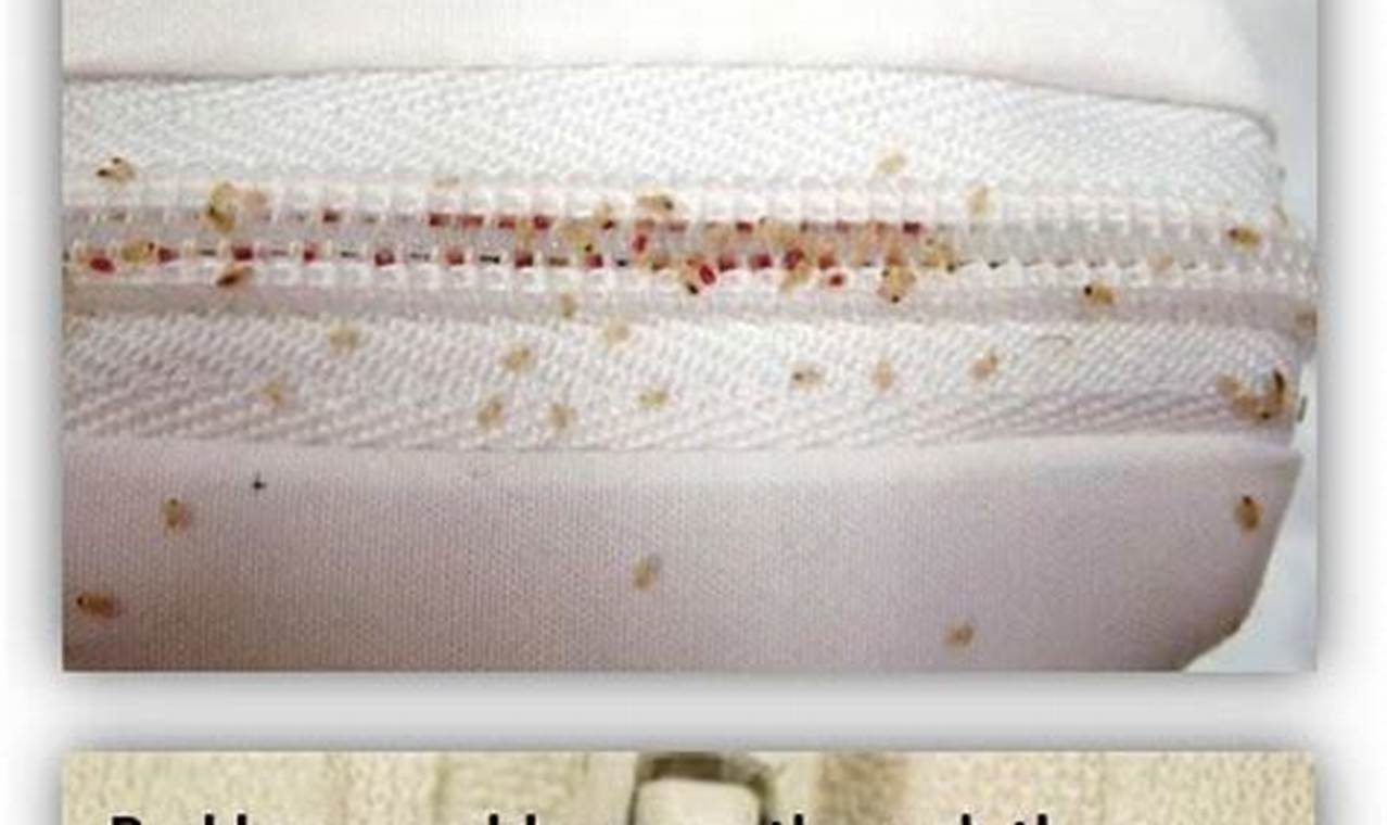 Do Bed Bugs Live Inside Mattresses? Risks &amp; Solutions | Organic & Natural Mattress Buyer’s Guide: Non-Toxic Sleep Solutions