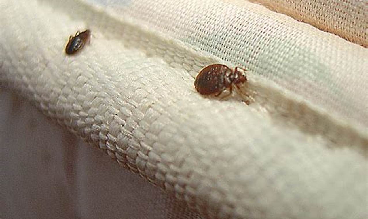 Bed Bug Pics: Mattress Infestation Guide + Prevention Tips | Organic & Natural Mattress Buyer’s Guide: Non-Toxic Sleep Solutions