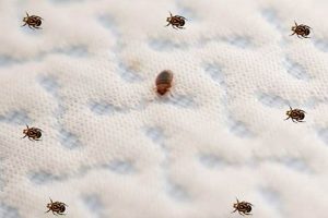 Bed Bug Blues? Can an Air Mattress *Really* Have Bed Bugs? Organic & Natural Mattress Buyer’s Guide: Non-Toxic Sleep Solutions Bed Bug Blues? Can an Air Mattress *Really* Have Bed Bugs? | Organic & Natural Mattress Buyer’s Guide: Non-Toxic Sleep Solutions