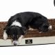 Elevated Comfort: Cot Mattress Dog Bed Solutions | Organic & Natural Mattress Buyer’s Guide: Non-Toxic Sleep Solutions