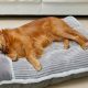 Best Dog Bed with Mattress: Comfort & Support! | Organic & Natural Mattress Buyer’s Guide: Non-Toxic Sleep Solutions