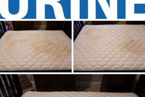 Easy Guide: How to Clean Urine in Mattress - & Get Rid of Odor! Organic & Natural Mattress Buyer’s Guide: Non-Toxic Sleep Solutions Easy Guide: How to Clean Urine in Mattress - & Get Rid of Odor! | Organic & Natural Mattress Buyer’s Guide: Non-Toxic Sleep Solutions
